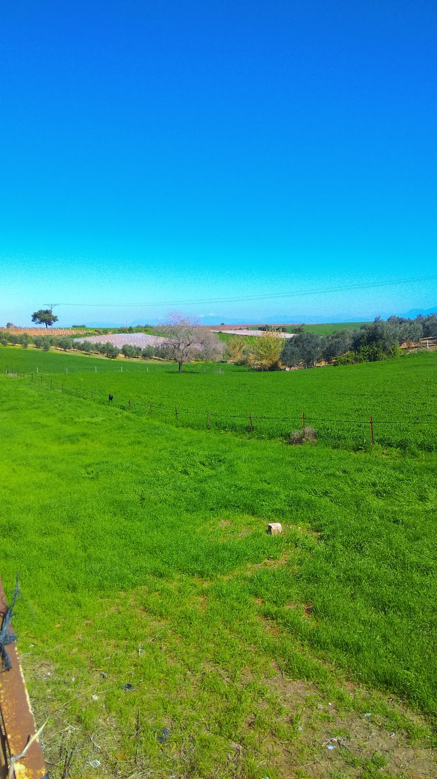 Ceyhan Başören İlkokulu Fotoğrafları 1