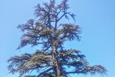 Gürümze İlkokulu fotoğraf 2