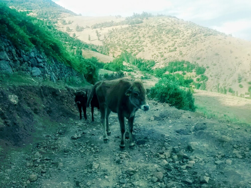 Gaffaruşağı İlkokulu Fotoğrafları 1