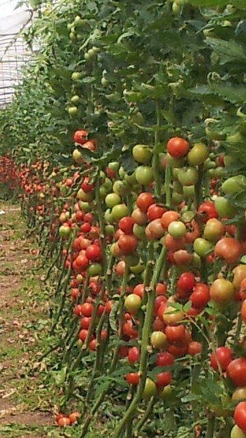 Doğankent Anadolu Lisesi Fotoğrafları 1