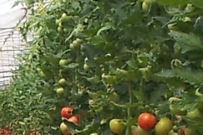 Doğankent Anadolu Lisesi fotoğraf 1