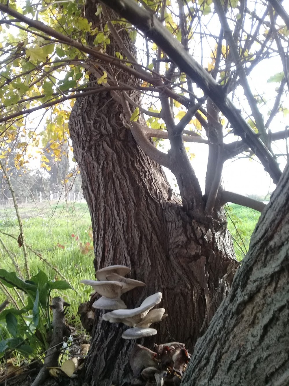 Kayışlı İlkokulu Fotoğrafları 2