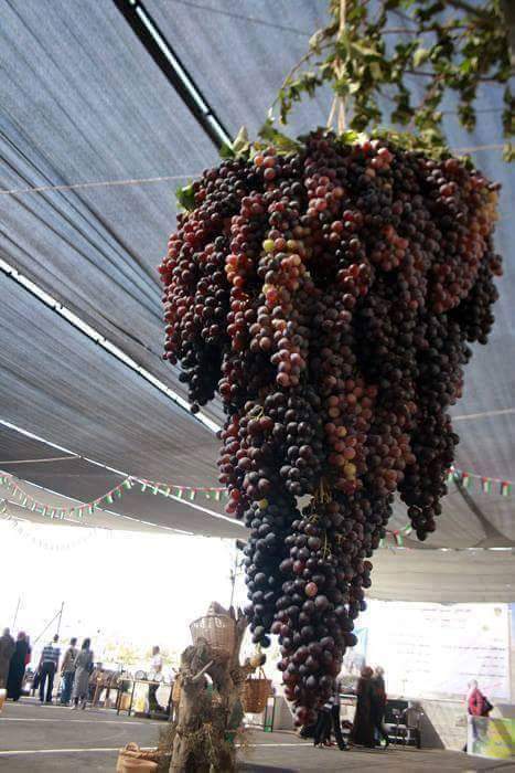 Suat Güçlü Ortaokulu Fotoğrafları 2