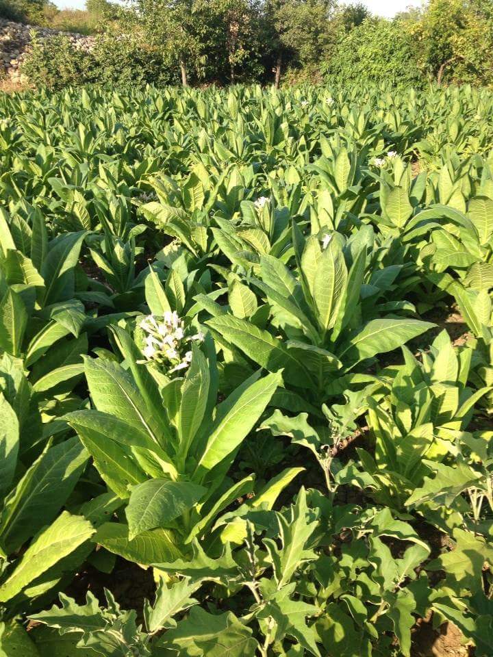 Kömür Anadolu Lisesi Fotoğrafları 8