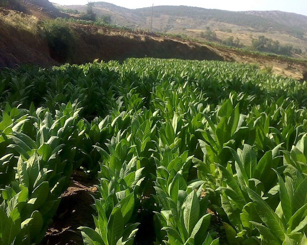 Adıyaman Yazıbaşı Ortaokulu Fotoğrafları 3