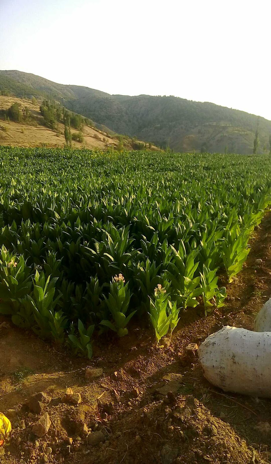 Adıyaman Yazıbaşı Ortaokulu Fotoğrafları 2