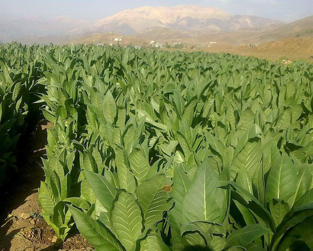 Adıyaman Yazıbaşı Ortaokulu Fotoğrafları 1