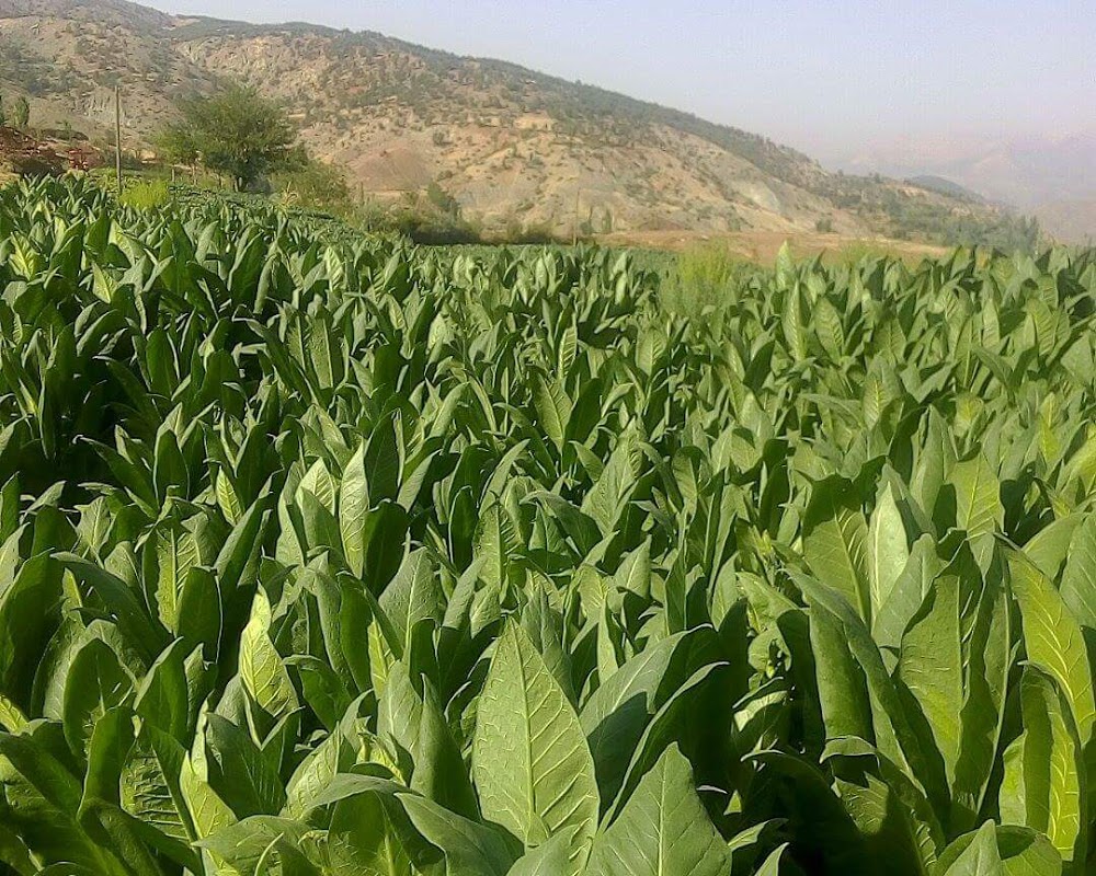 Adıyaman Yazıbaşı Ortaokulu Fotoğrafları 4