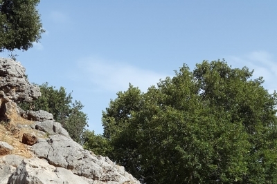 Adıyaman Ağaçlı Ortaokulu fotoğraf 1