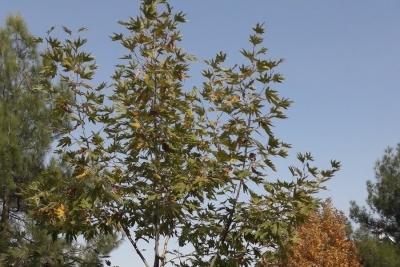 Balkar İlkokulu fotoğraf 7