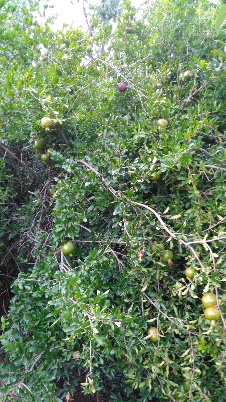 Büyükbağ İlkokulu Fotoğrafları 4