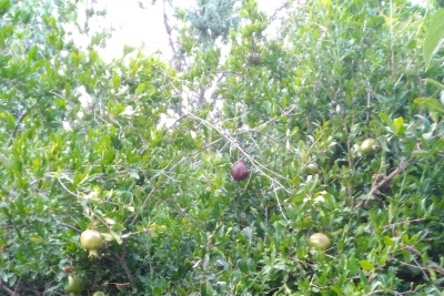 Büyükbağ İlkokulu fotoğraf 4