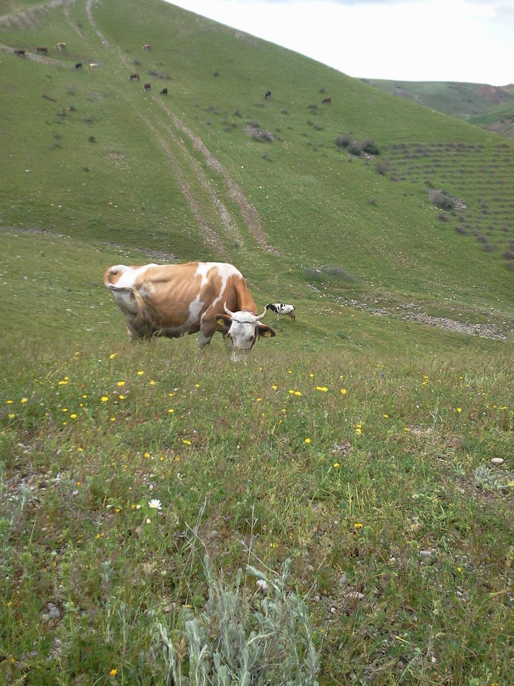 Adıyaman Karaman İlkokulu Fotoğrafları 3