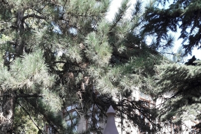 Afyon Lisesi fotoğraf 2