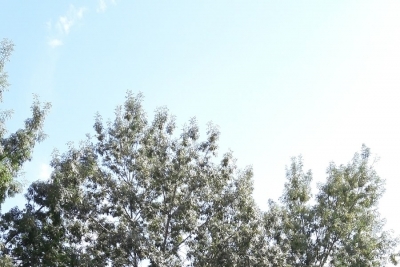 Afyon Lisesi fotoğraf 6