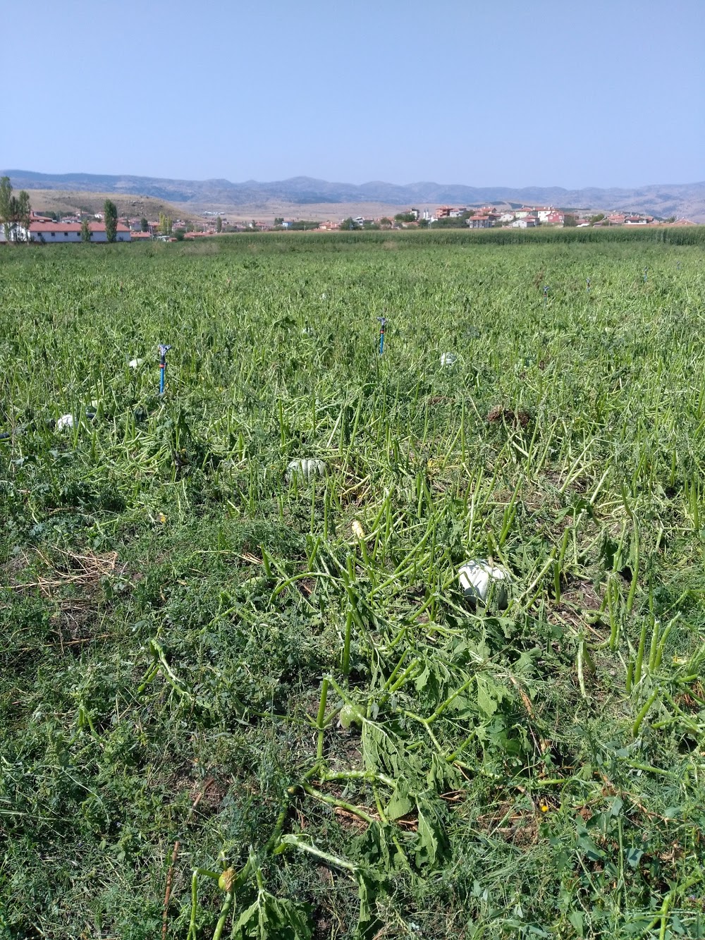 Nuribey İsmet Atilla Ortaokulu Fotoğrafları 1