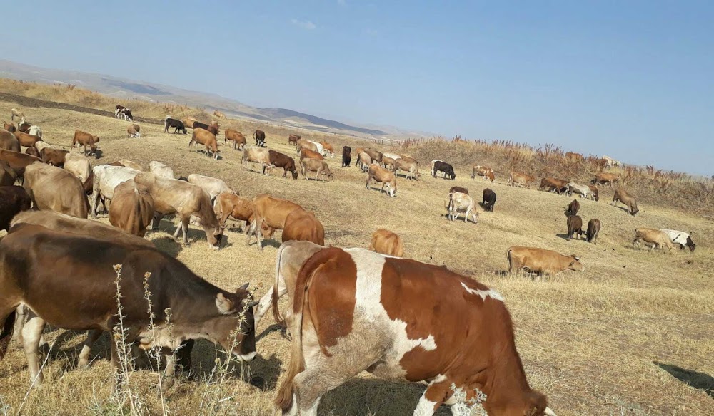 Ağrı Yatılı Bölge Ortaokulu Fotoğrafları 6