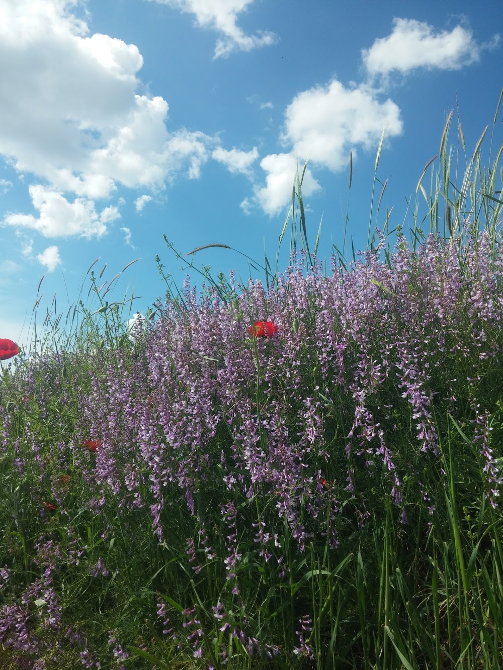 Altındağ Kavaklı İlkokulu Fotoğrafları 5