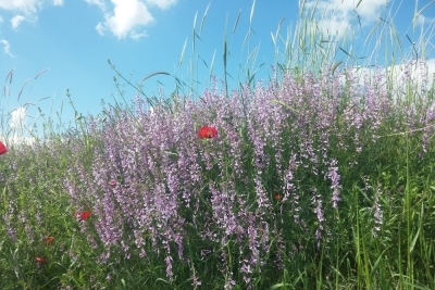 Altındağ Kavaklı İlkokulu fotoğraf 4
