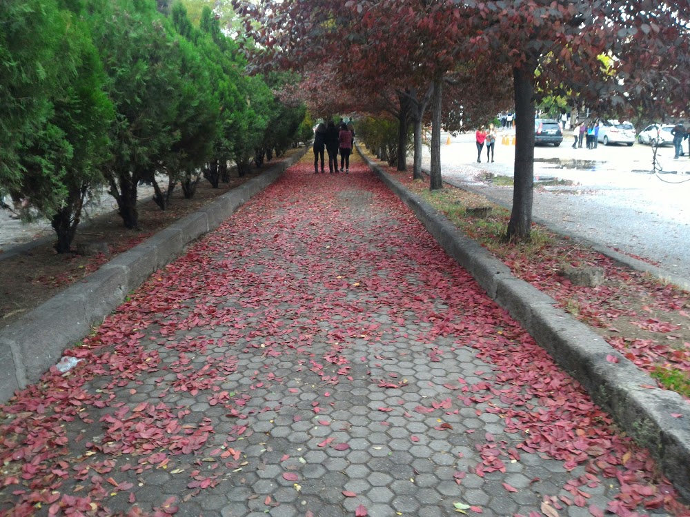 Ankara Atatürk Lisesi Fotoğrafları 2