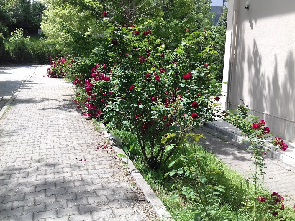 Çankaya İmkb Mesleki Ve Teknik Anadolu Lisesi Fotoğrafları 5