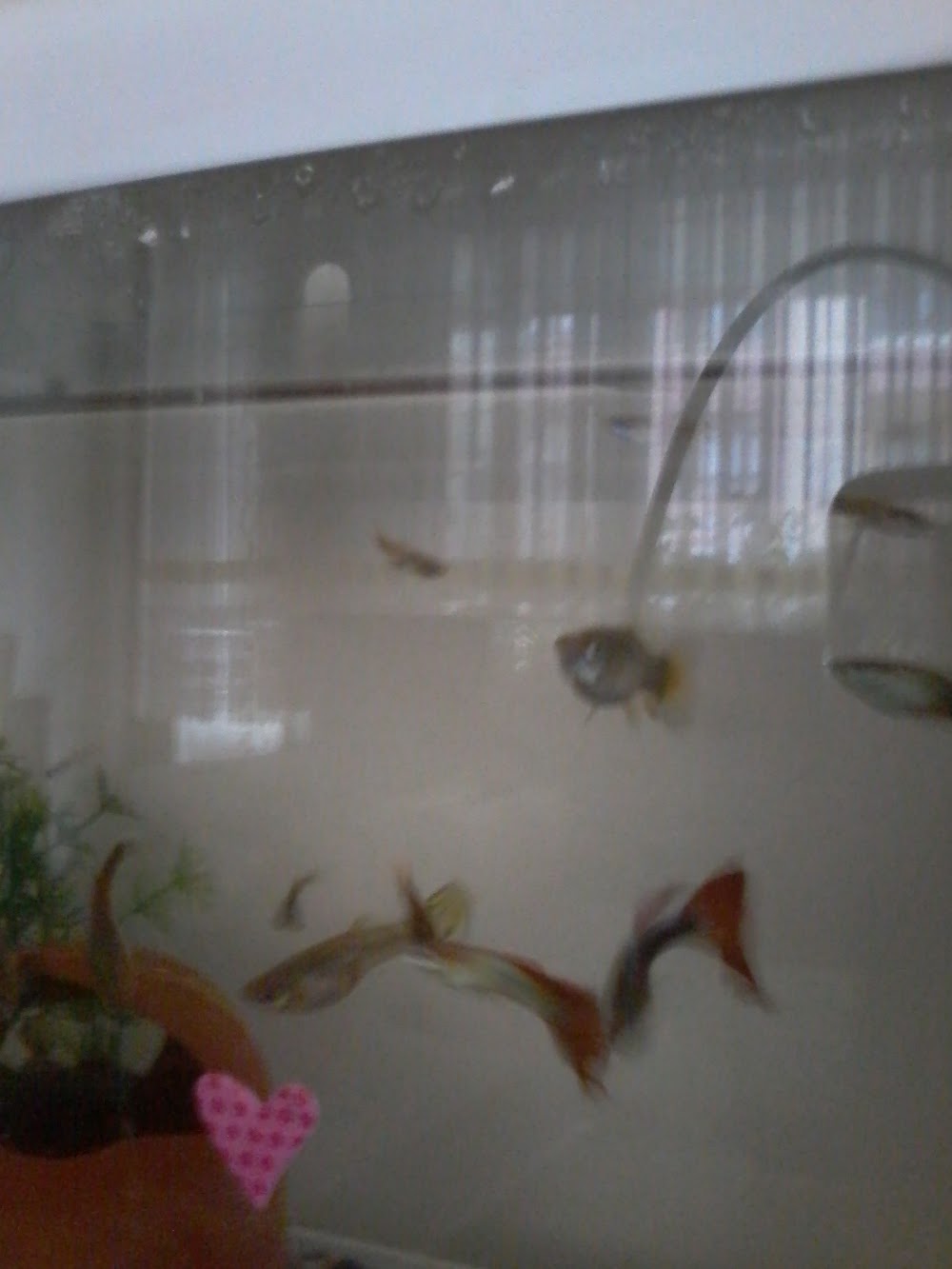 Dikmen Mesleki Ve Teknik Anadolu Lisesi Fotoğrafları 2