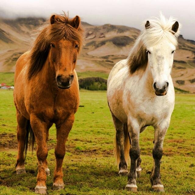 Çubuk Anadolu Lisesi Fotoğrafları 1