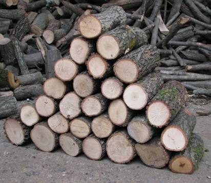 Ankara Pi Koleji Anaokulu  Fotoğrafları 8