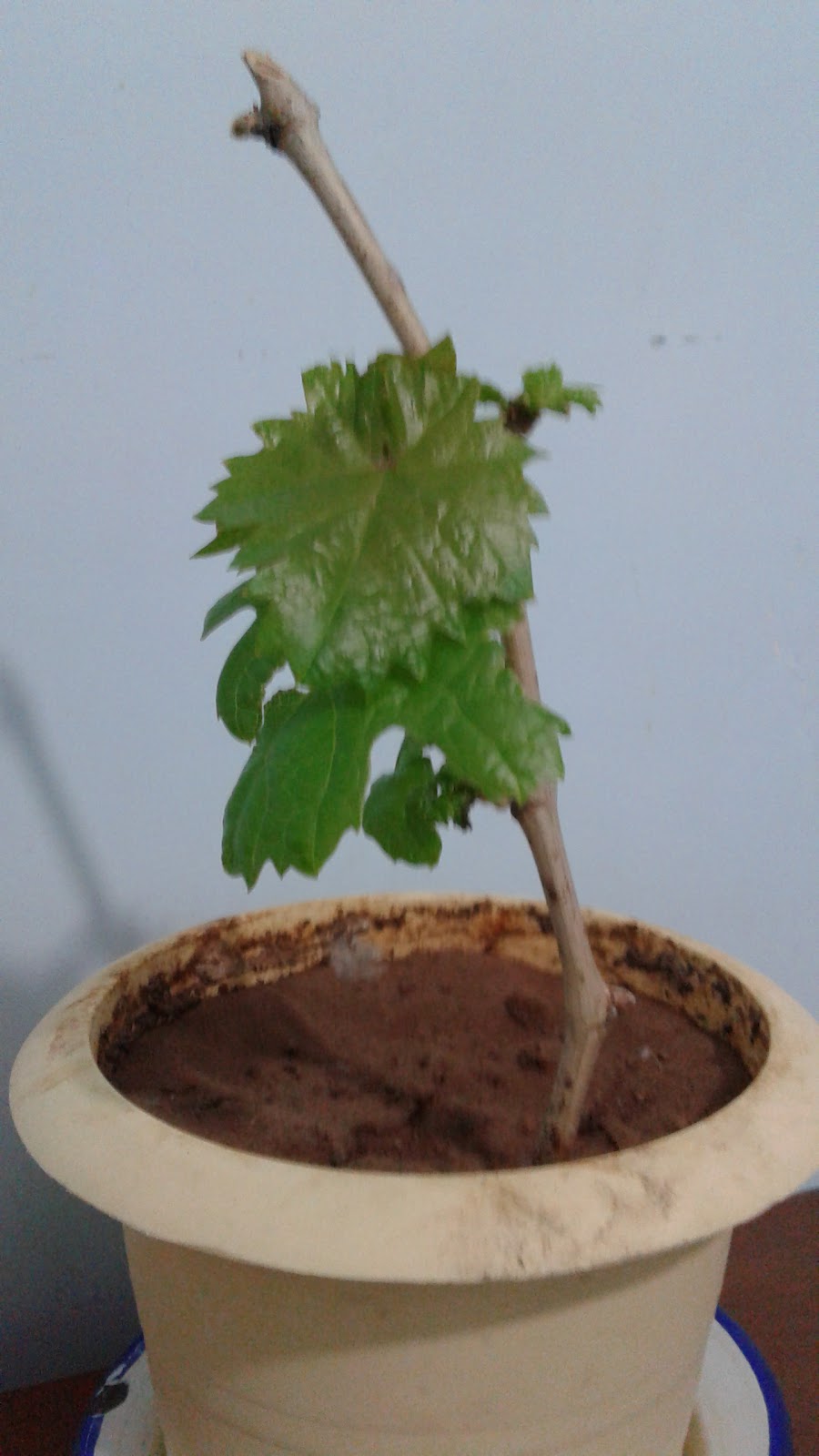 Şehit Miraç Yıldırım Ortaokulu Fotoğrafları 4