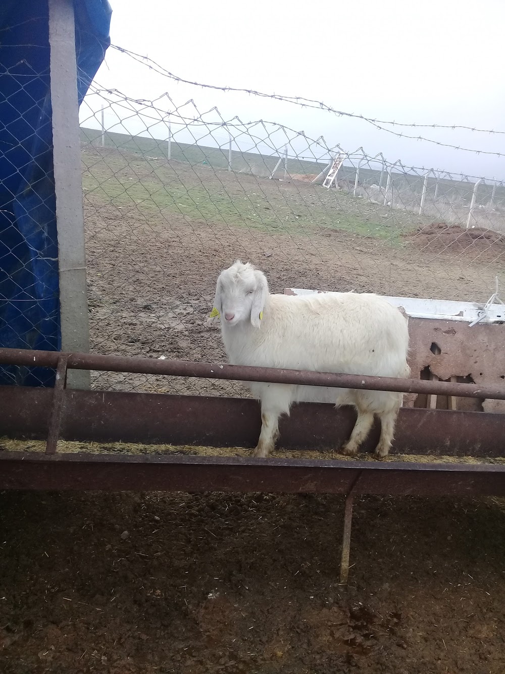 Şehit Miraç Yıldırım İlkokulu Fotoğrafları 5