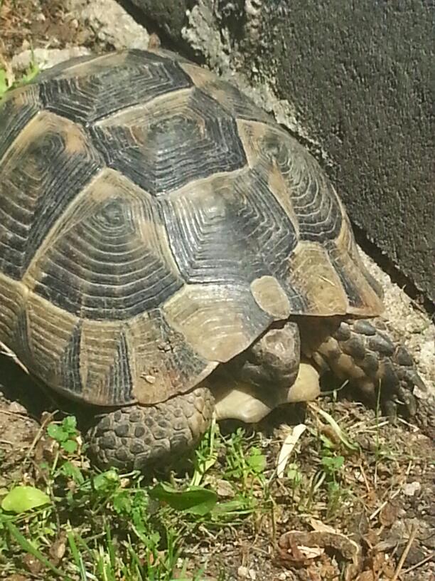 Elmadağ Yenımahalle İlkokulu Fotoğrafları 6