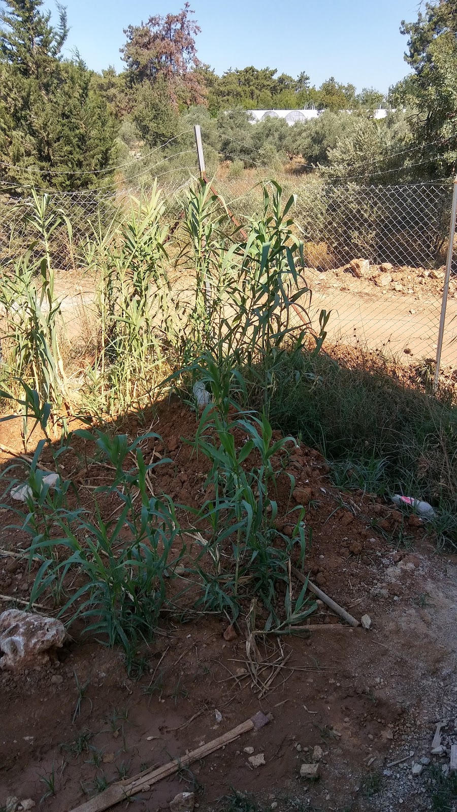 Kurşunlu İnci Kalender İlkokulu Fotoğrafları 5