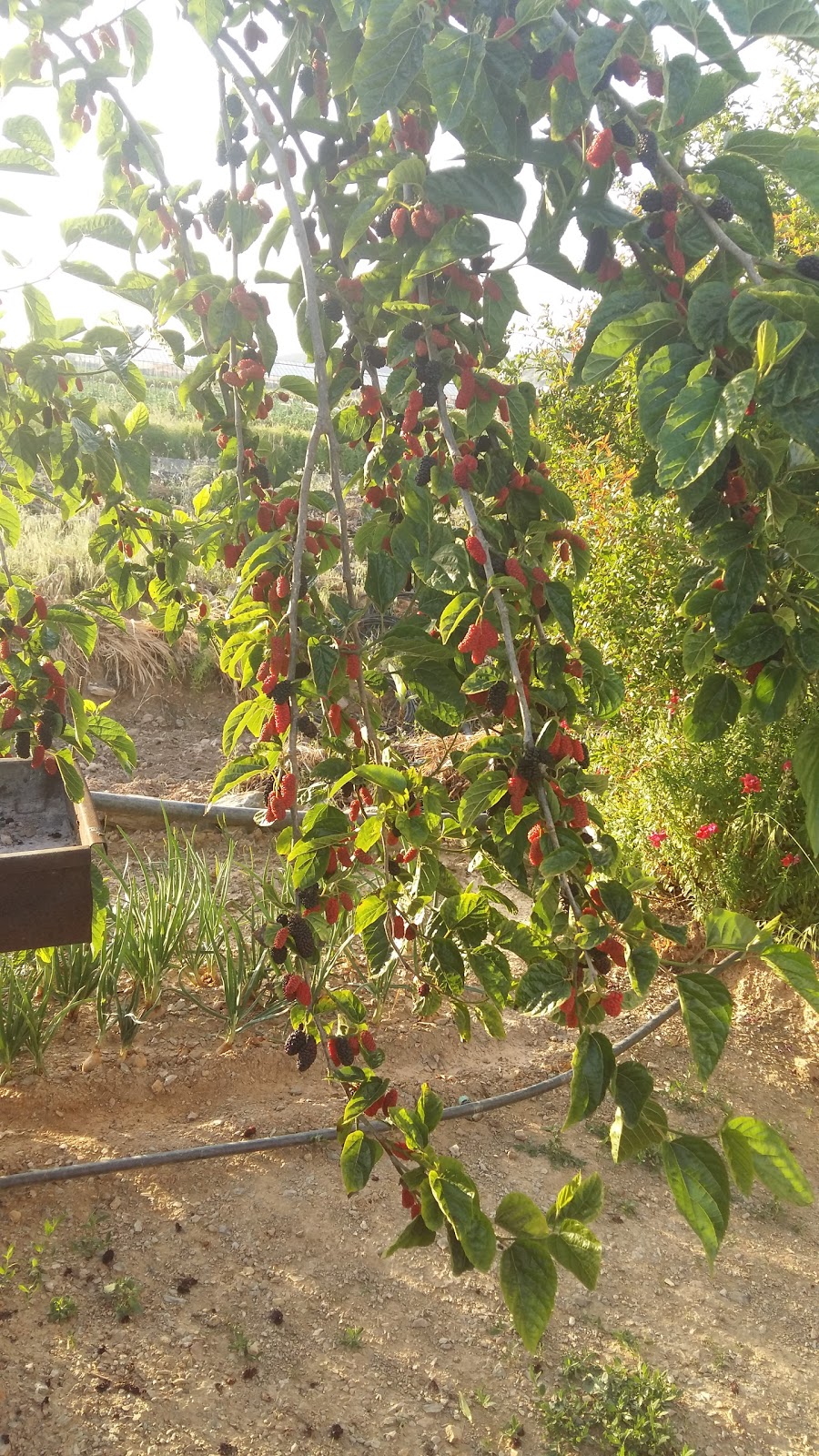 Alanya Yeşilöz İlkokulu Fotoğrafları 1