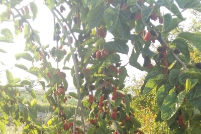 Alanya Yeşilöz İlkokulu fotoğraf 1