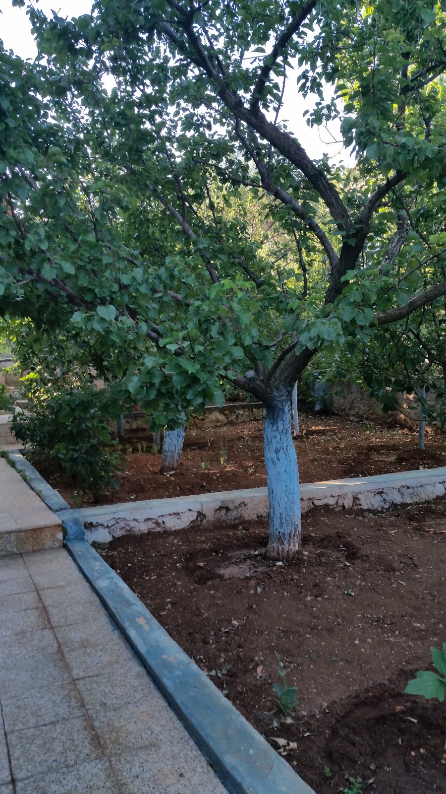 Bademağacı İlkokulu Fotoğrafları 1