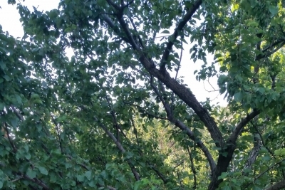 Bademağacı İlkokulu fotoğraf 1