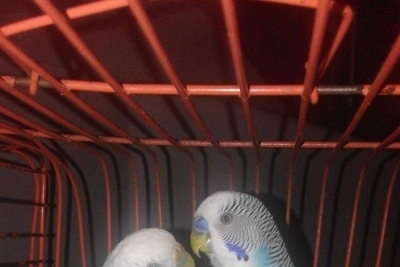 Gazipaşa Karatepe Ortaokulu fotoğraf 3