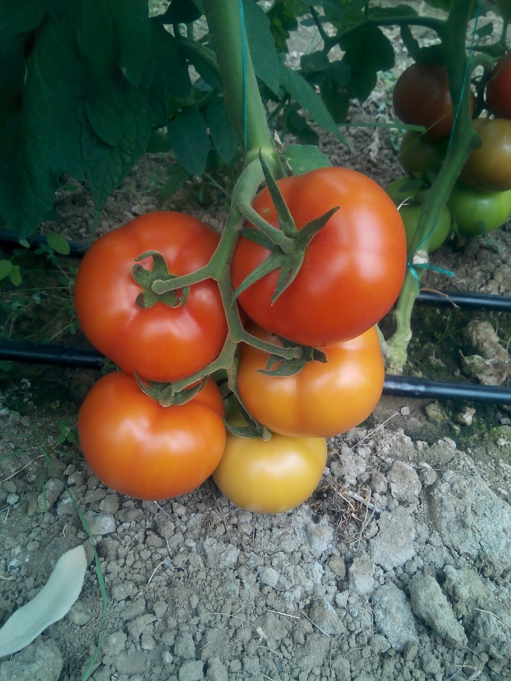 Sütleğen İlkokulu Fotoğrafları 2