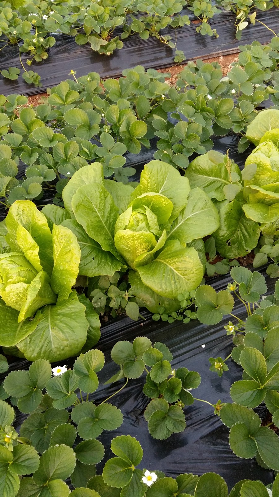 Aşağıkaraman İlkokulu Fotoğrafları 2