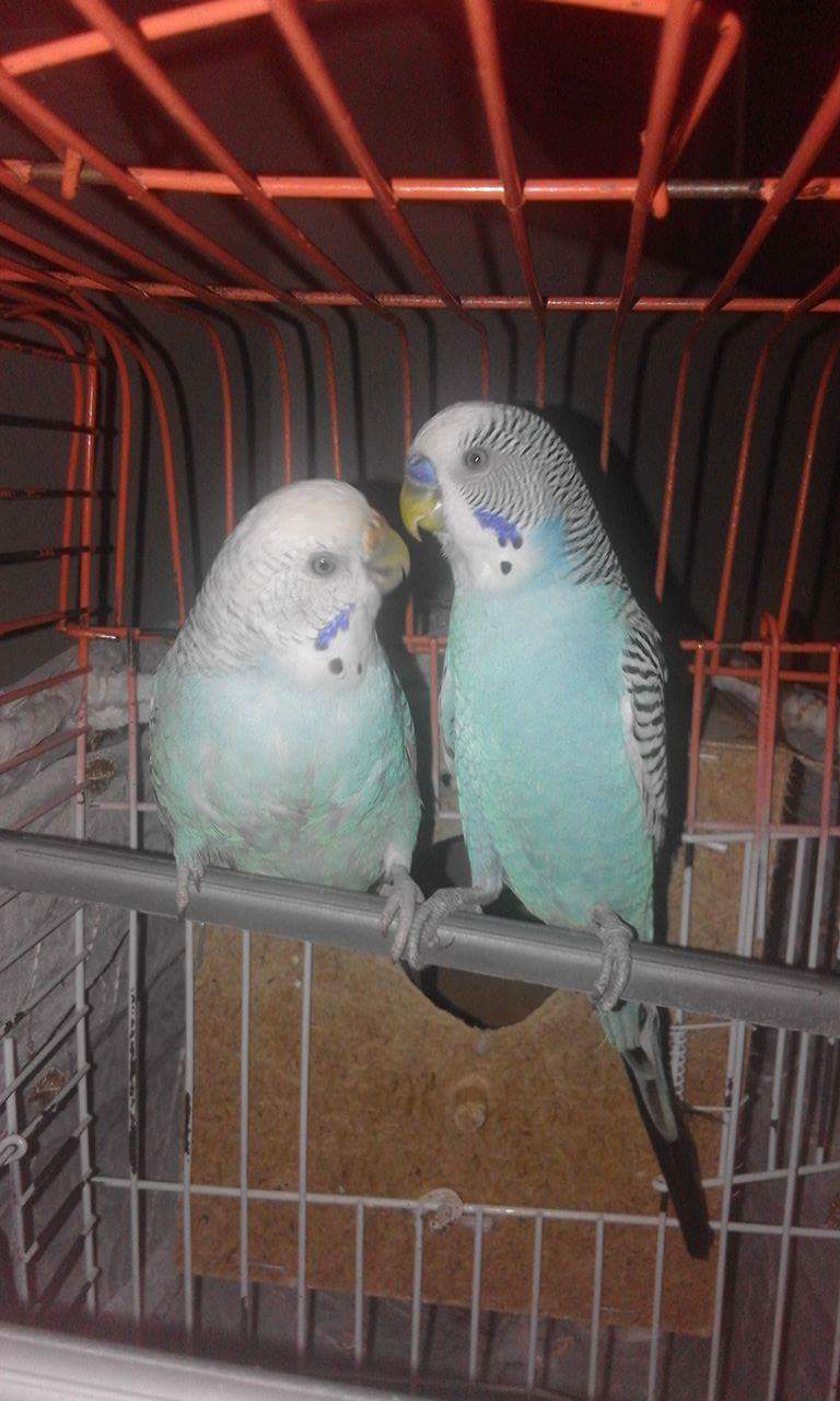 Leyla Kahraman Sevim Ertenü Ortaokulu Fotoğrafları 1