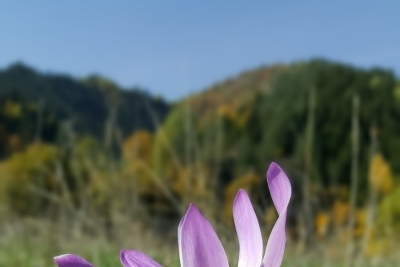 Şavşat Pınarlı İlkokulu fotoğraf 3