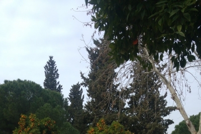 Aydın Sosyal Bilimler Lisesi fotoğraf 4