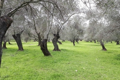 Edremit Zeytinli İlkokulu fotoğraf 1