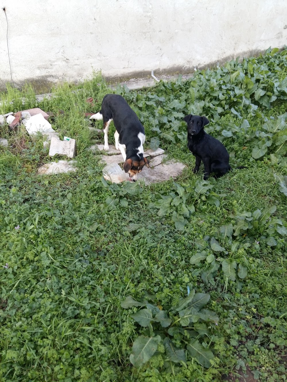 Bozüyük Atatürk Ortaokulu Fotoğrafları 4