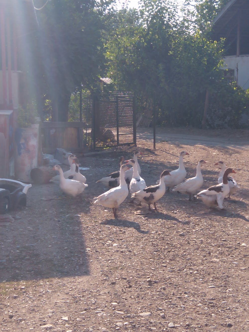 Nejla Türk Ortaokulu Fotoğrafları 1