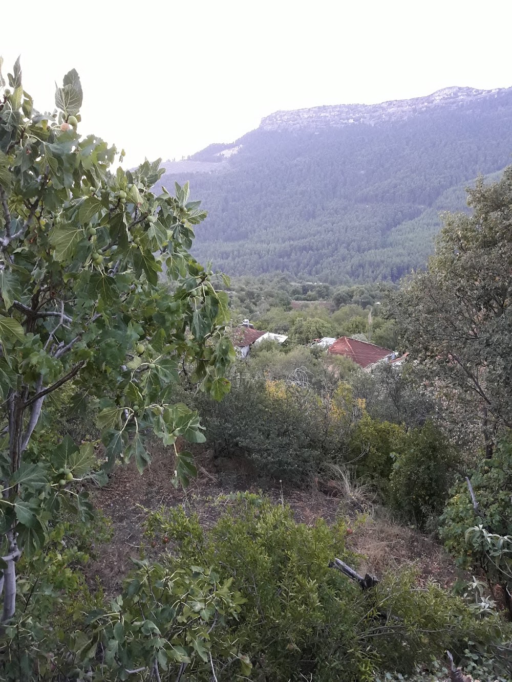 Taşyayla Afetevler İlkokulu Fotoğrafları 5