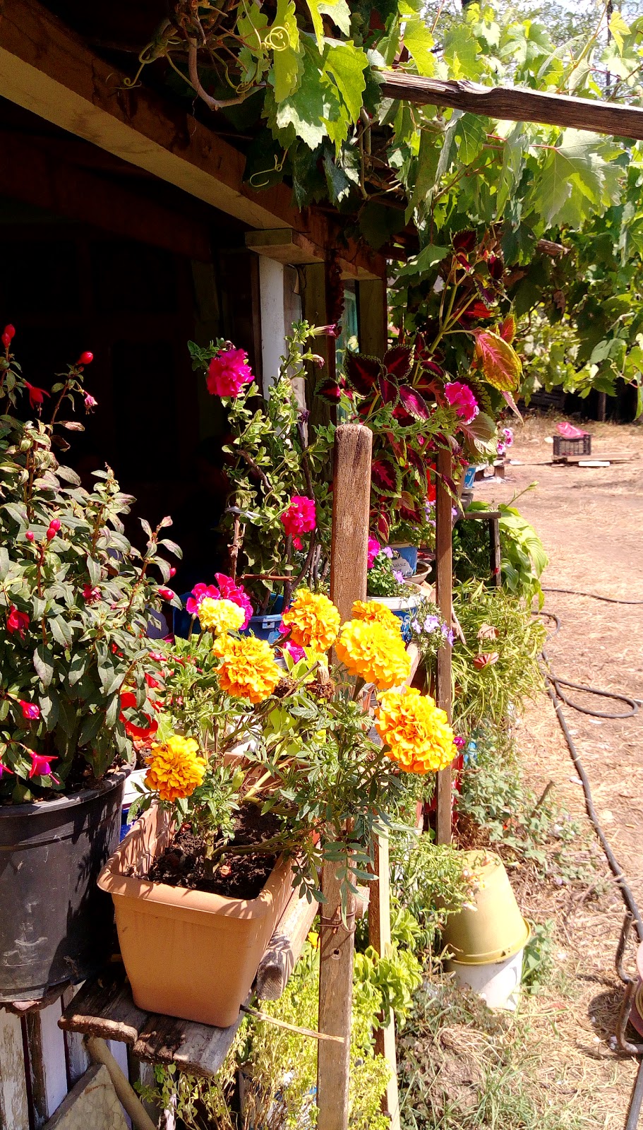 Çitli Nihat Korkmaz İlkokulu Fotoğrafları 2