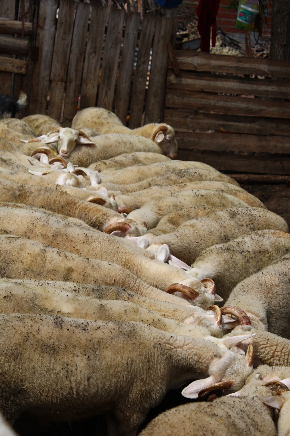 Tacir İlkokulu Fotoğrafları 5