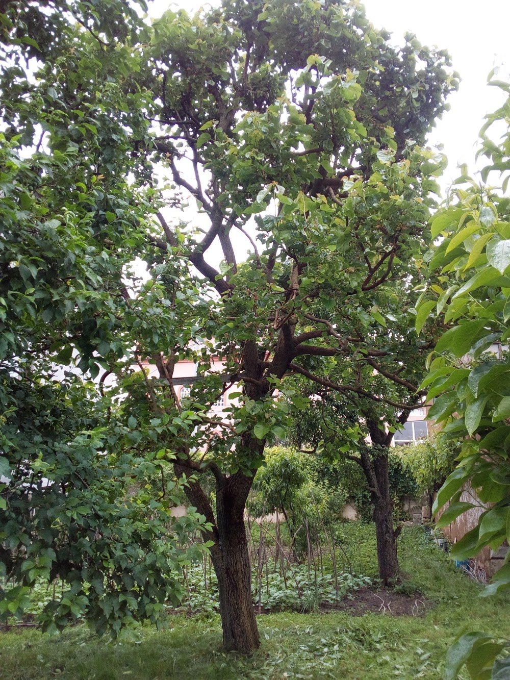 Pınarcık Dağdibi İlkokulu Fotoğrafları 4