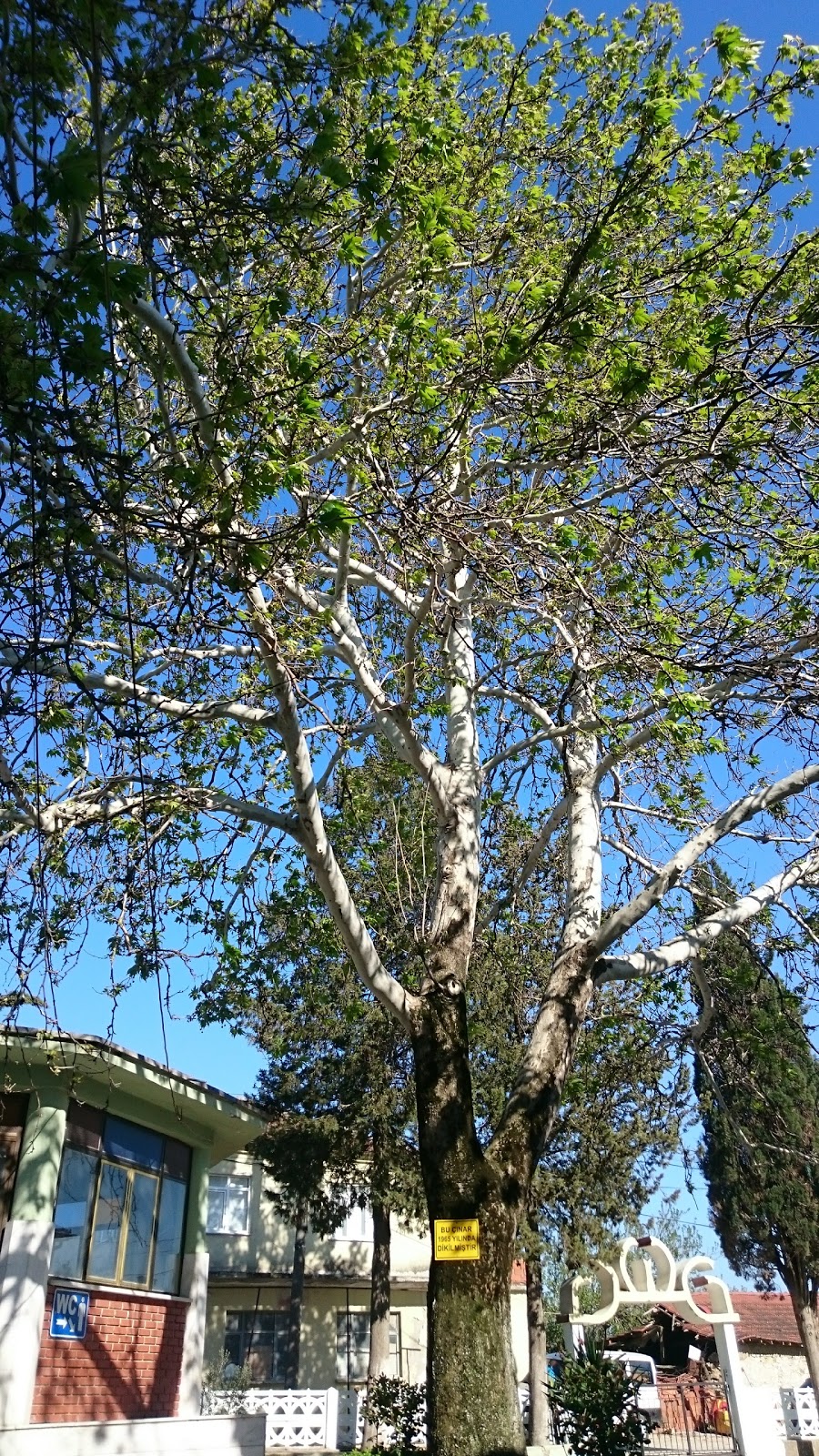 Mudanya Çayönü İlkokulu Fotoğrafları 2